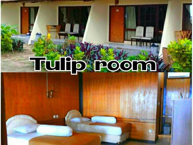 Cottage Tulip